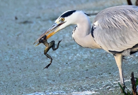 Blauwe reiger