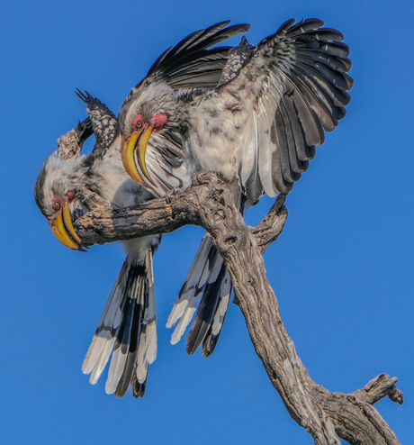 Paringsritueel Neushornvogels in Gweta - Botswana