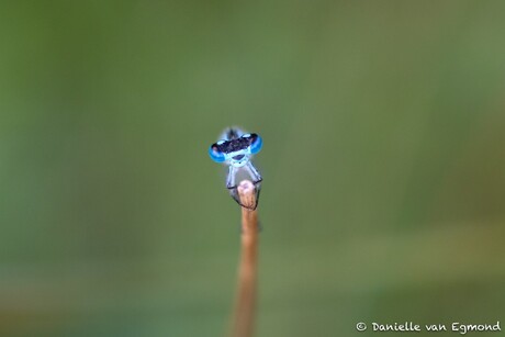 mooie blauwe ogen