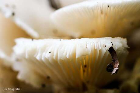Details of the mushroom