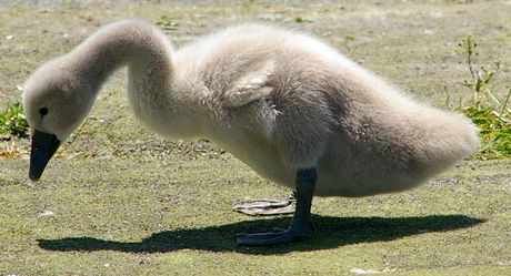 Wat een schatje!