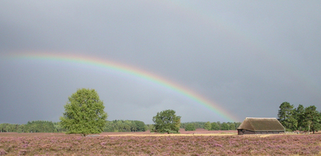 Regenboog boven schaapskooi op heideveld