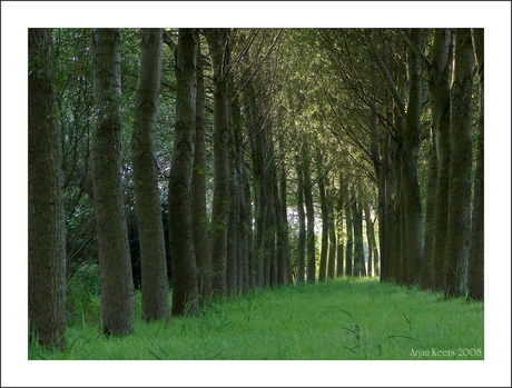 bomen in de ochtend