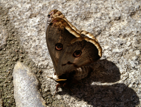 Camouflage