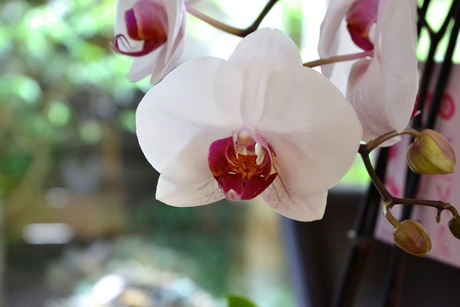 Orchidee