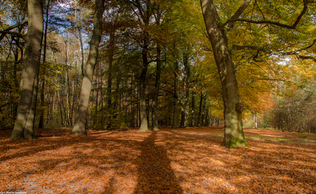 Oranje deken met schaduw van de bomen