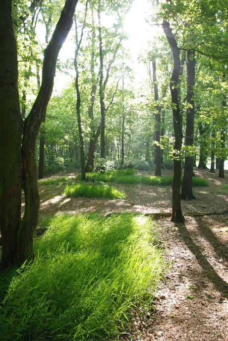 Stralende zonlicht