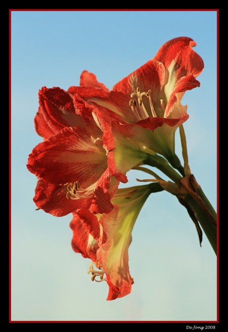 Amaryllis