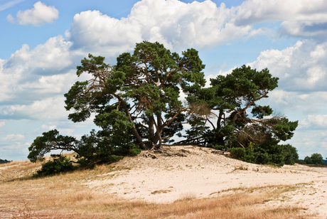 Afrika in Nederland