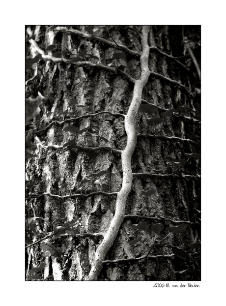 Tree detail