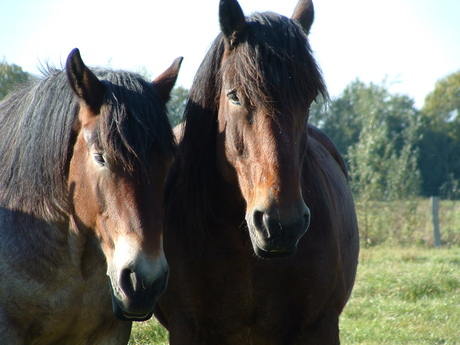 Paarden