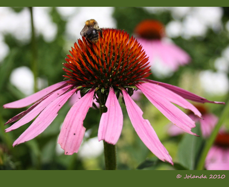 Echinacea purpurea