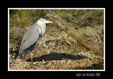 Reiger