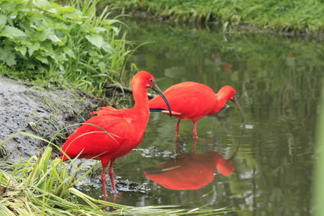 pootjes in het water