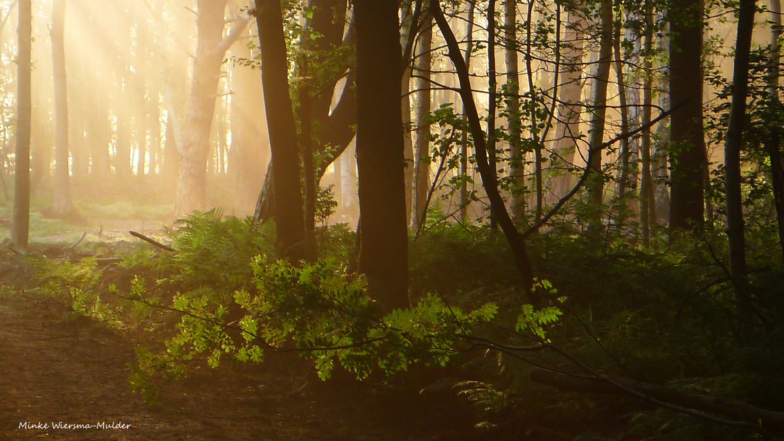 Sunrays in the forest - Het bos bij de Bremer wildernis (Nijemirdum) ontwaakt. - foto door minkewiersma op 18-07-2016 - deze foto bevat: zon, natuur, licht, landschap, bos, tegenlicht, bomen, forest, trees, nijemirdum, sunrays, morningsun, bremerwildernis