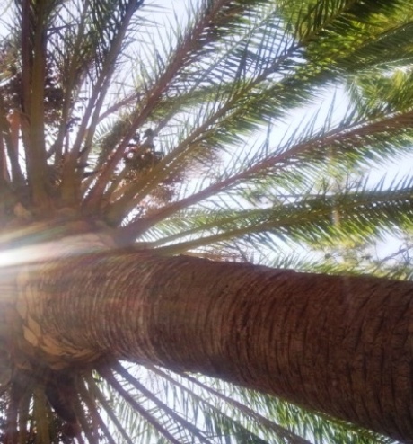 onder de palmboom