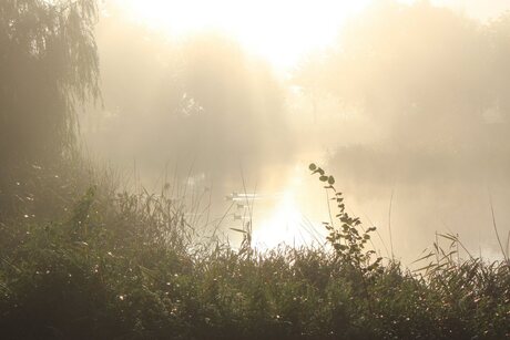 Vijver in de mist