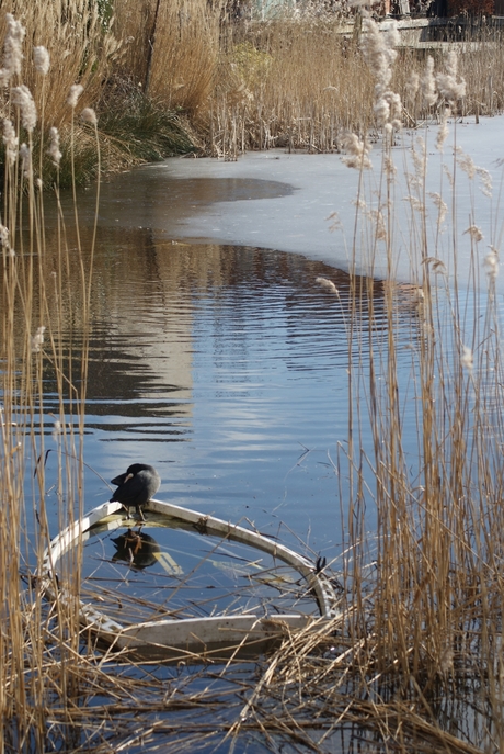 Waterhoen op gezonken bootje