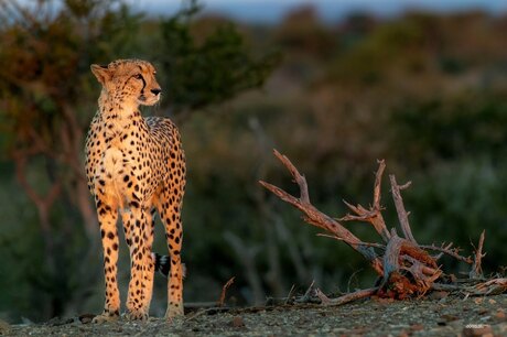 Cheetah op de uitkijk voor prooi