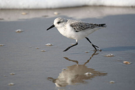 drieteen strandloper