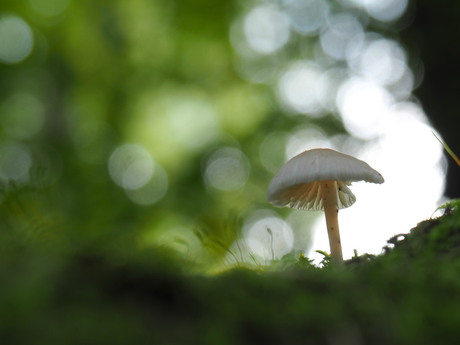 Paddestoeltje in het bos