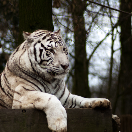 Witte tijger