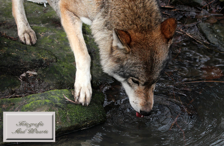 drinkende wolf