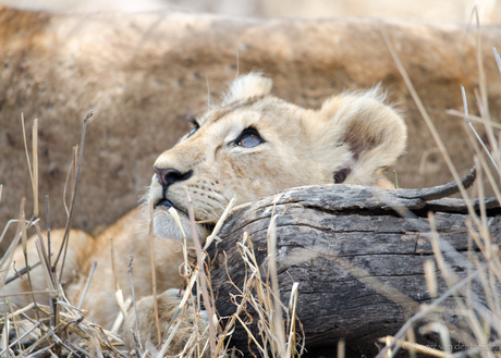 Leeuwenwelpje kijkend naar een vogeltje
