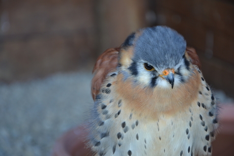 Jonge roofvogel