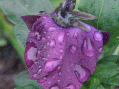 bloem met regen drupels