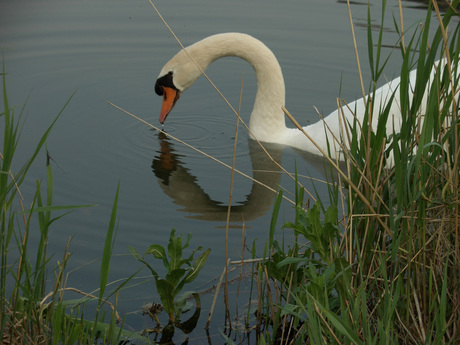 Vadertje Zwaan