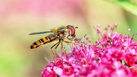 Zweefvlieg op spirea