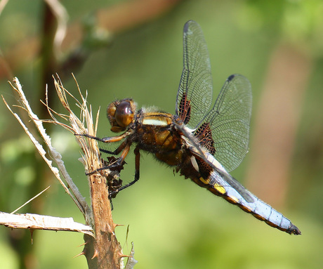 Korenbout libelle?