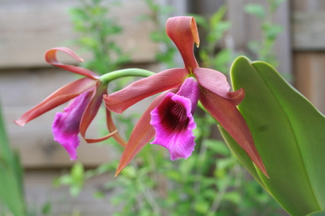 Orchidee - Laelia tenebrossa