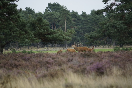 Hoge veluwe