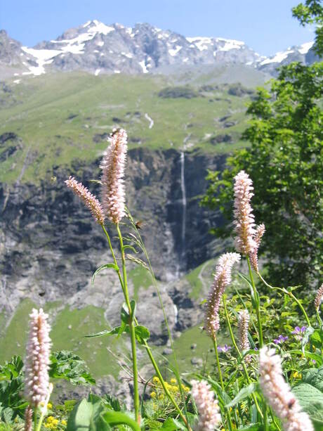 Franse Alpenweide in juni