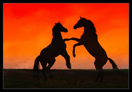 Paarden op de dijk.jpg