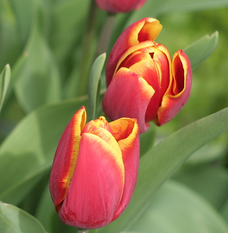 Tulpen