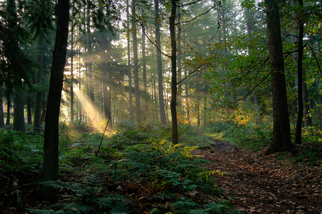 Ochtend mist in de bossen