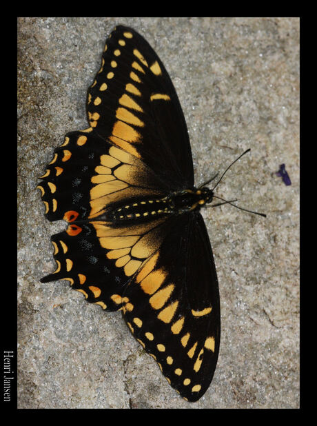 Papilio polyxenes