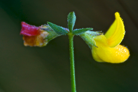 Vlinderbloem.jpg