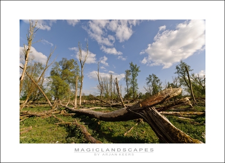 oostvaardersplassen