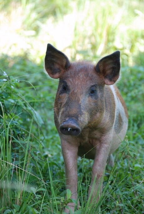 puur natuur