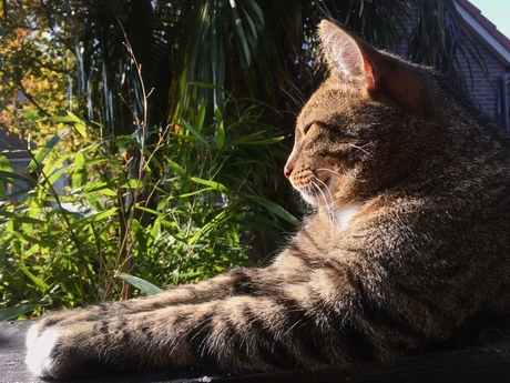 Cats loves the sun