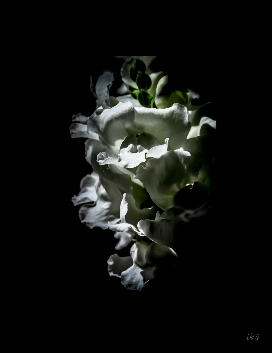 leeuwenbekje - beetje bewerkt !! - foto door yaratess op 20-06-2012 - deze foto bevat: wit, bloem, bewerkt, leeuwenbekje