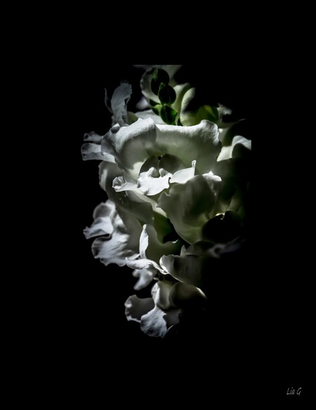 leeuwenbekje - beetje bewerkt !! - foto door yaratess op 20-06-2012 - deze foto bevat: wit, bloem, bewerkt, leeuwenbekje