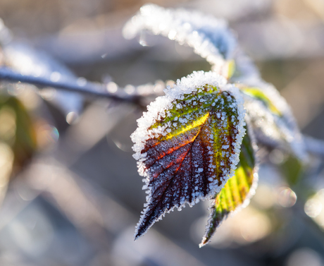 Winterblaadjes