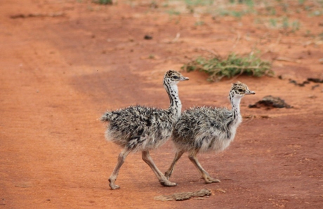 Jonge struisvogels.