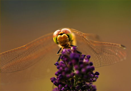 libelle
