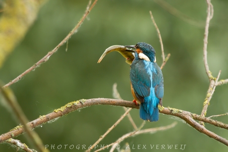 A big Fish - Kingfisher